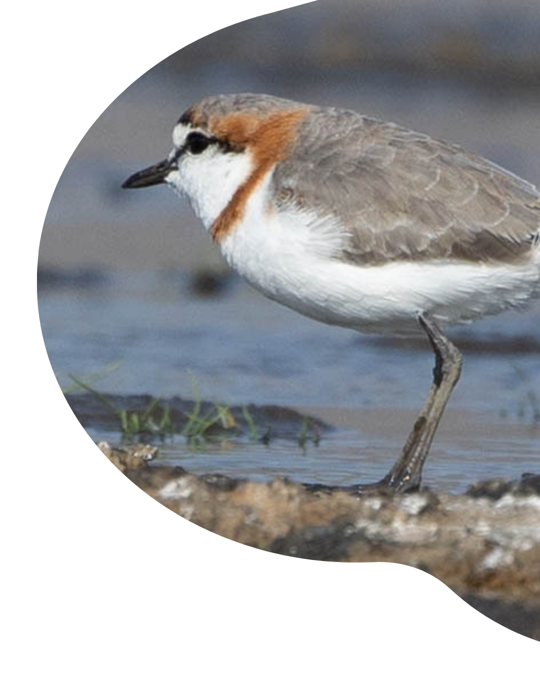 A small shorebird standing beside water
